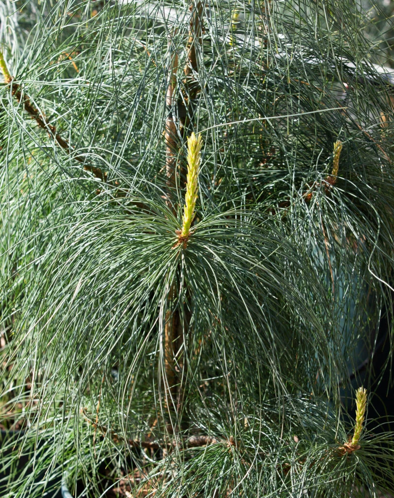 Pinus Wallichiana 3 Pinus Wallichiana