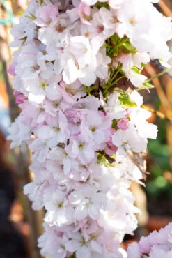 Prunus ‘Amanogawa’