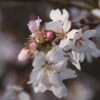 Prunus X Subhirtella ‘Autumnalis Rosea’ 2 Prunus X Subhirtella ‘Autumnalis Rosea’ -Tree Furnish Store 11997 12900 498b 1024x683 1