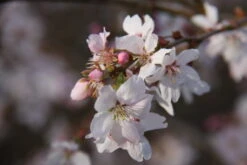 Prunus X Subhirtella ‘Autumnalis Rosea’