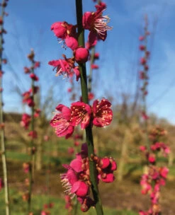 Prunus Mume ‘Beni-chidori’