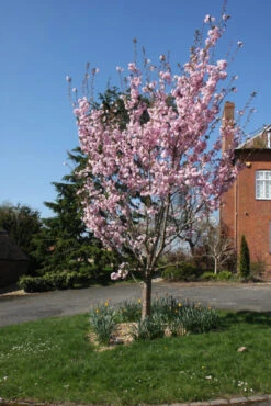 Prunus ‘Beni-yutaka’ -Tree Furnish Store 12002 1 1 683x1024 1