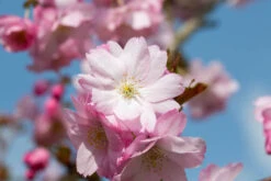 Prunus ‘Beni-yutaka’ -Tree Furnish Store 12002 12390 8b70 1 1024x683 1