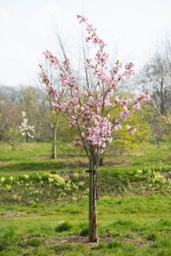 Prunus ‘Beni-yutaka’ -Tree Furnish Store 12002 12391 c47c 1