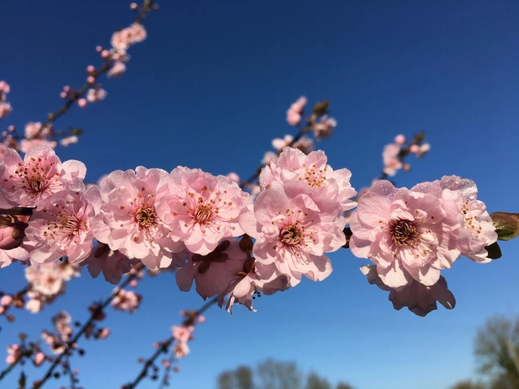 Prunus X Blireana 4 Prunus X Blireana - Image 2