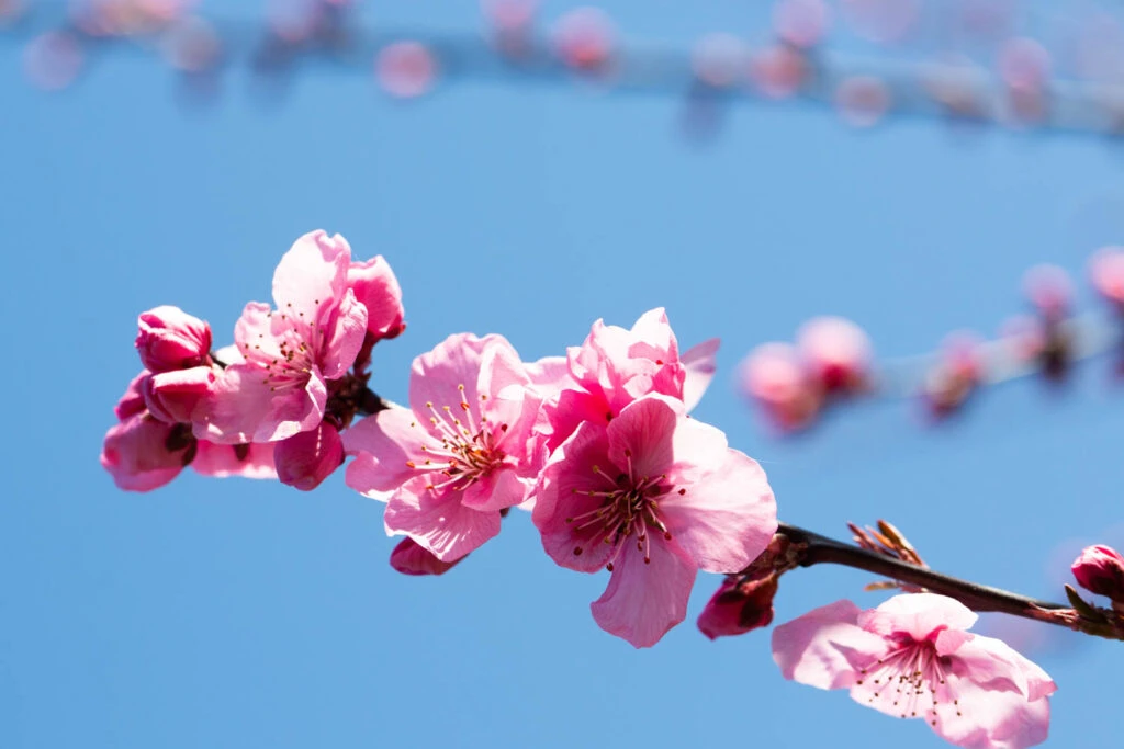 Prunus X Blireana 3 Prunus X Blireana