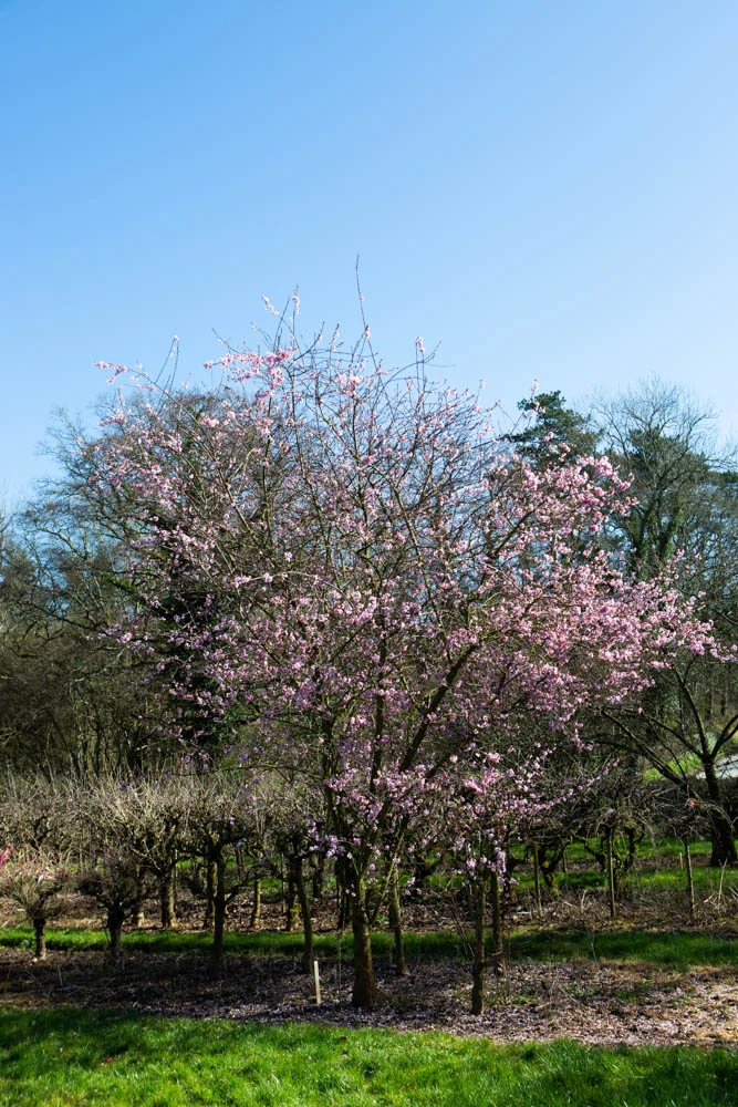 Prunus X Blireana 5 Prunus X Blireana - Image 3