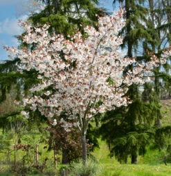 Prunus ‘Chocolate Ice’ -Tree Furnish Store 12007 13495 ded4