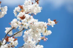 Prunus ‘Chocolate Ice’ -Tree Furnish Store 12007 13496 6d43 1024x683 1