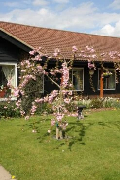 Prunus ‘Kiku-shidare-zakura’ 9 Prunus ‘Kiku-shidare-zakura’ -Tree Furnish Store 12008 1 1