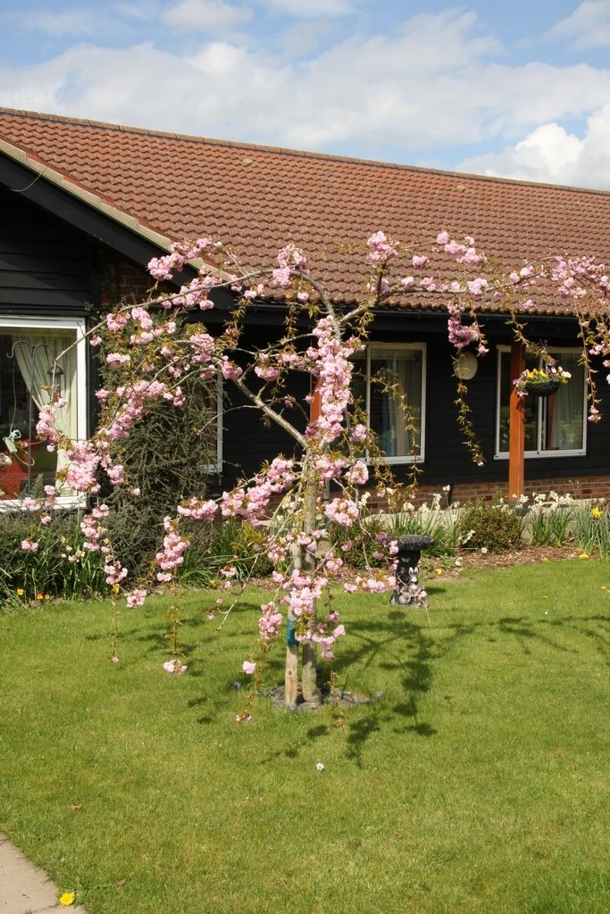 Prunus ‘Kiku-shidare-zakura’ 6 Prunus ‘Kiku-shidare-zakura’ - Image 4