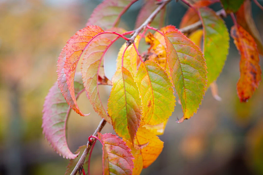 Prunus ‘Kiku-shidare-zakura’ 4 Prunus ‘Kiku-shidare-zakura’ - Image 2