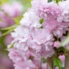 Prunus ‘Kiku-shidare-zakura’ 1 Prunus ‘Kiku-shidare-zakura’ -Tree Furnish Store 12008 14794 0411 1024x683 1