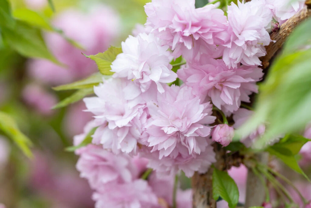 Prunus ‘Kiku-shidare-zakura’ 3 Prunus ‘Kiku-shidare-zakura’