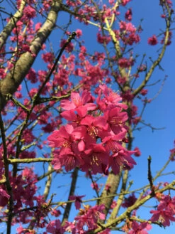 Prunus ‘Collingwood Ingram’