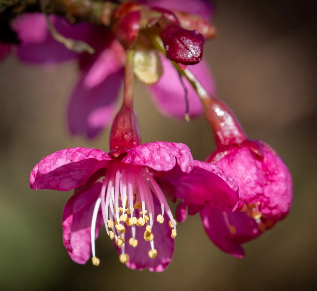 Prunus ‘Collingwood Ingram’ 4 Prunus ‘Collingwood Ingram’ - Image 2