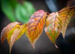 Prunus ‘Collingwood Ingram’ 7 Prunus ‘Collingwood Ingram’ -Tree Furnish Store 12009 14685 e973 1024x735 1