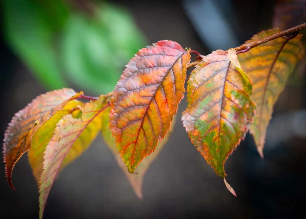 Prunus ‘Collingwood Ingram’ 5 Prunus ‘Collingwood Ingram’ - Image 3