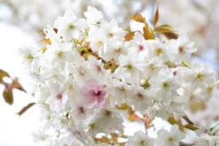 Prunus ‘Fragrant Cloud’ 8 Prunus ‘Fragrant Cloud’ -Tree Furnish Store 12014 12538 a457 1 1024x683 1