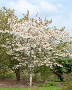 Prunus ‘Fragrant Cloud’ 9 Prunus ‘Fragrant Cloud’ -Tree Furnish Store 12014 12539 9e26 1 819x1024 1