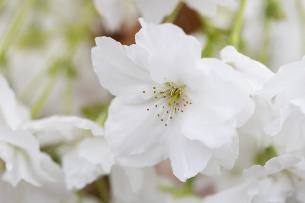 Prunus ‘Fragrant Cloud’ 4 Prunus ‘Fragrant Cloud’ - Image 2