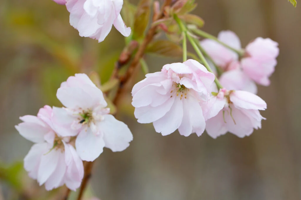 Prunus ‘Ichiyo’ 3 Prunus ‘Ichiyo’