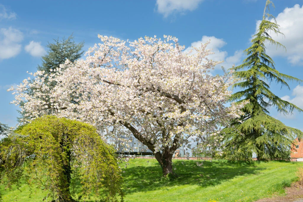 Prunus ‘Ichiyo’ 5 Prunus ‘Ichiyo’ - Image 3
