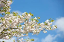 Prunus ‘Ichiyo’ 6 Prunus ‘Ichiyo’ -Tree Furnish Store 12022 13482 4c1b 1024x683 1