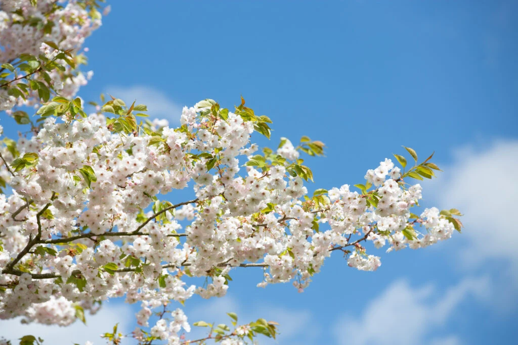 Prunus ‘Ichiyo’ 4 Prunus ‘Ichiyo’ - Image 2