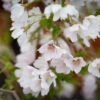 Prunus Incisa ‘Kojo-no-mai’