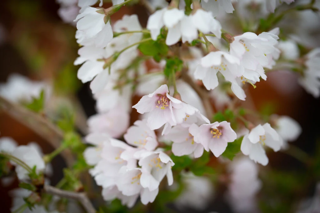 Prunus Incisa ‘Kojo-no-mai’ 3 Prunus Incisa ‘Kojo-no-mai’