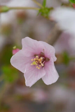 Prunus Incisa ‘Kojo-no-mai’ 7 Prunus Incisa ‘Kojo-no-mai’ -Tree Furnish Store 12024 13336 01f8 683x1024 1