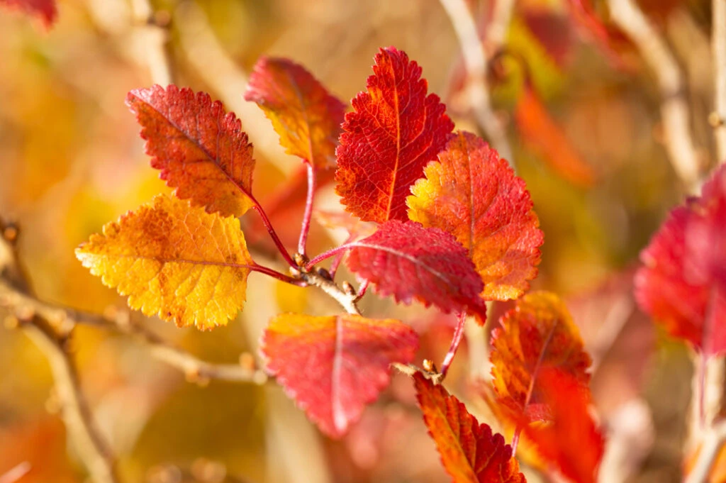 Prunus Incisa ‘Kojo-no-mai’ 4 Prunus Incisa ‘Kojo-no-mai’ - Image 2