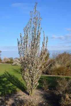 Prunus Litigiosa -Tree Furnish Store 12029 3 1 684x1024 1