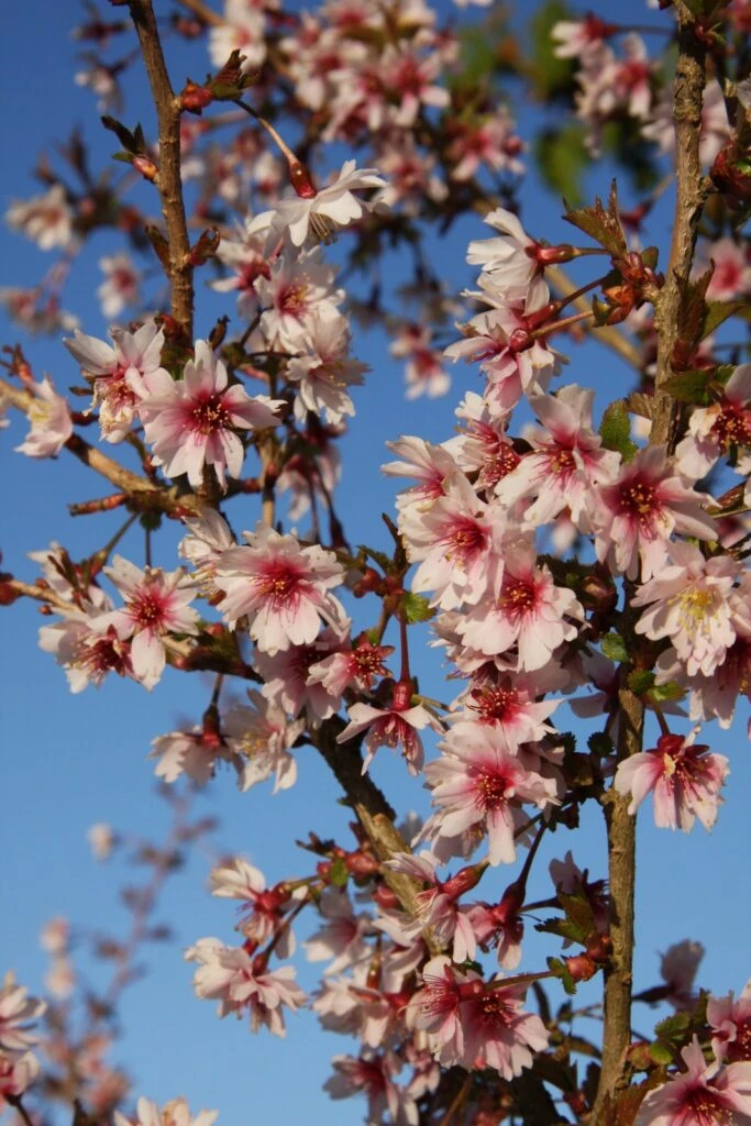 Prunus Incisa ‘Mikinori’ 5 Prunus Incisa ‘Mikinori’ - Image 3