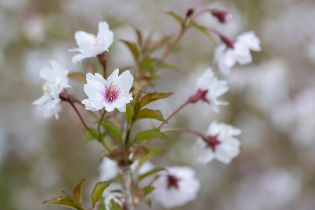 Prunus Incisa ‘Mikinori’ 3 Prunus Incisa ‘Mikinori’