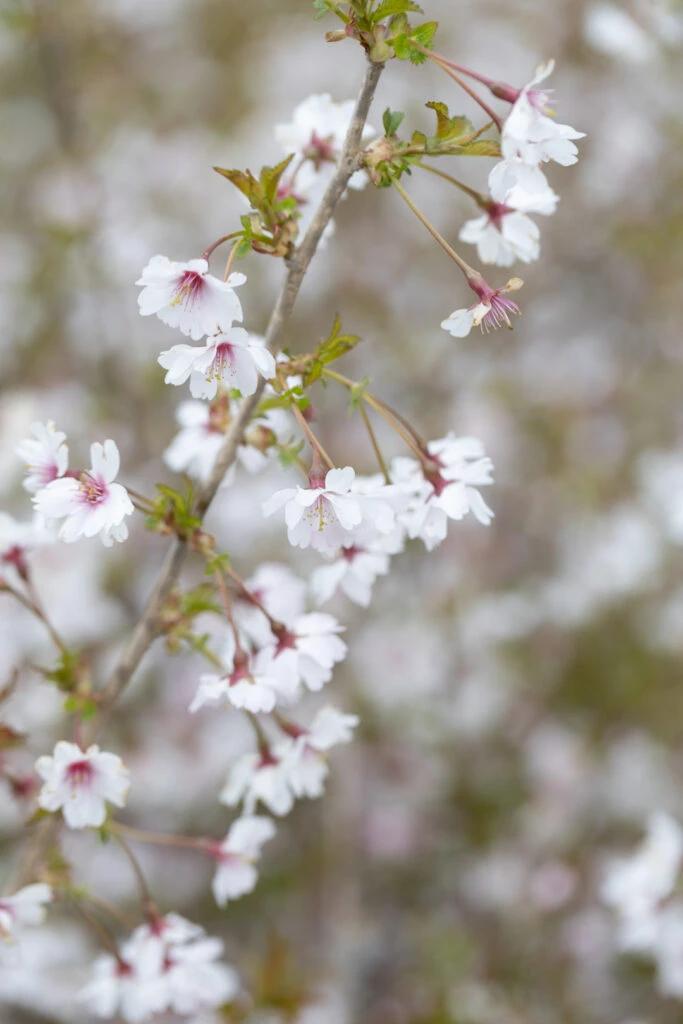 Prunus Incisa ‘Mikinori’ 4 Prunus Incisa ‘Mikinori’ - Image 2