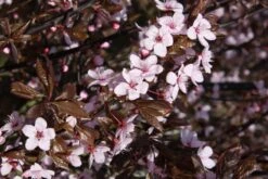 Prunus Cerasifera ‘Nigra’ 7 Prunus Cerasifera ‘Nigra’ -Tree Furnish Store 12032 1 1024x683 1