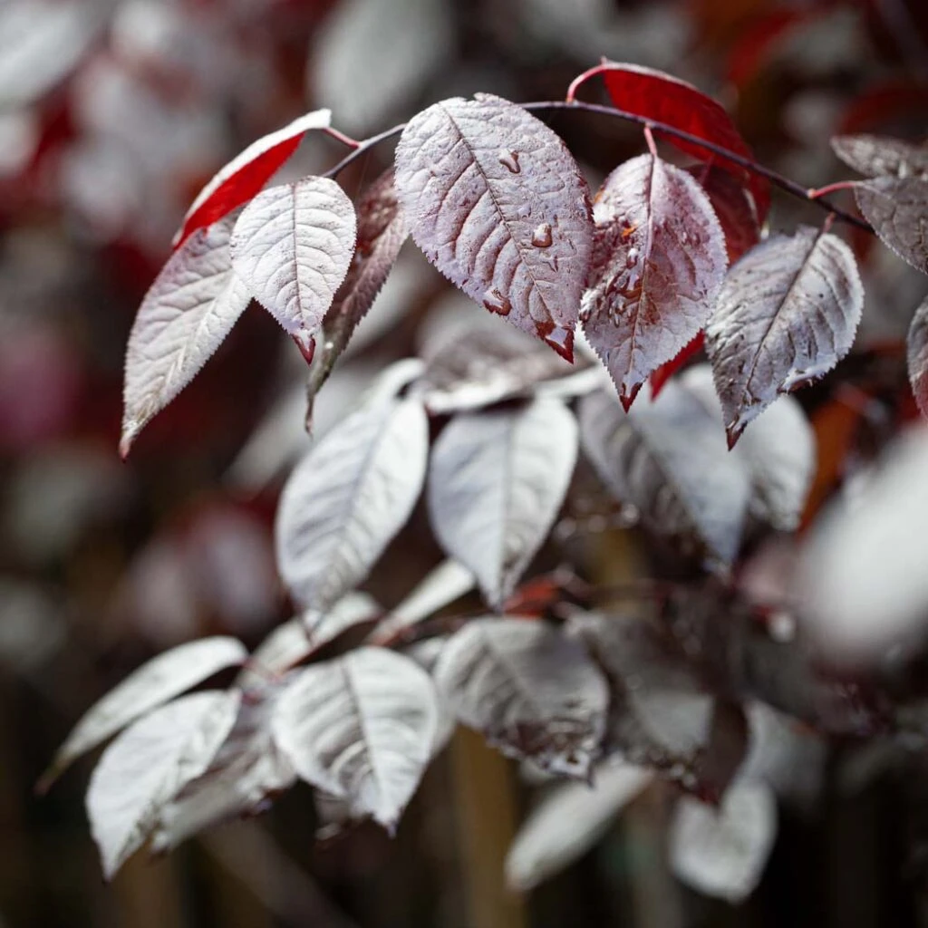 Prunus Cerasifera ‘Nigra’ 4 Prunus Cerasifera ‘Nigra’ - Image 2