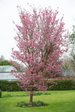 Prunus ‘Okame’ -Tree Furnish Store 12033 12271 6a25 1 683x1024 1