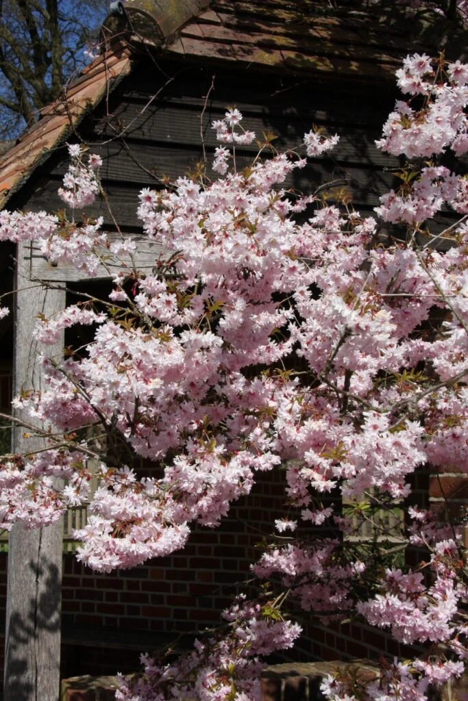 Prunus Incisa ‘Oshidori’ Princesse 4 Prunus Incisa ‘Oshidori’ Princesse - Image 2