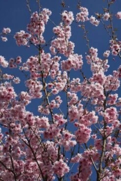 Prunus Incisa ‘Oshidori’ Princesse 8 Prunus Incisa ‘Oshidori’ Princesse -Tree Furnish Store 12034 2 1 683x1024 1