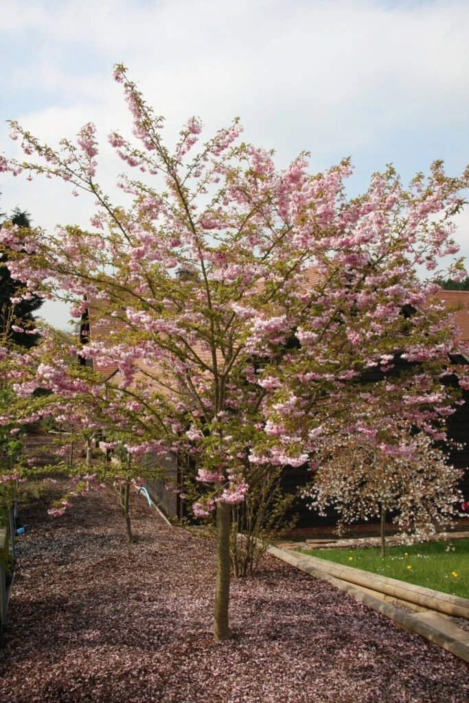 Prunus Incisa ‘Oshidori’ Princesse 6 Prunus Incisa ‘Oshidori’ Princesse - Image 4