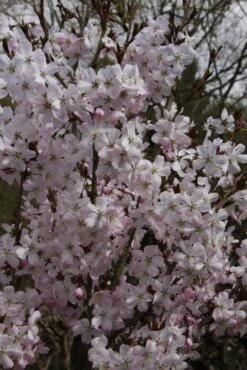 Prunus ‘Pandora’ 6 Prunus ‘Pandora’ -Tree Furnish Store 12035 1 1 683x1024 1