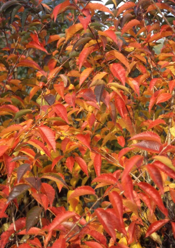 Prunus ‘Pandora’ 5 Prunus ‘Pandora’ - Image 3