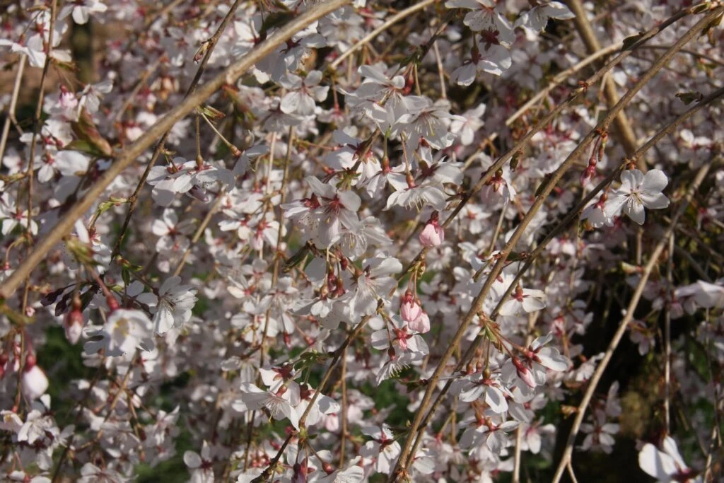 Prunus Incisa ‘Pendula’ 4 Prunus Incisa ‘Pendula’ - Image 2