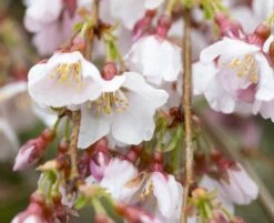 Prunus Incisa âPendulaâ