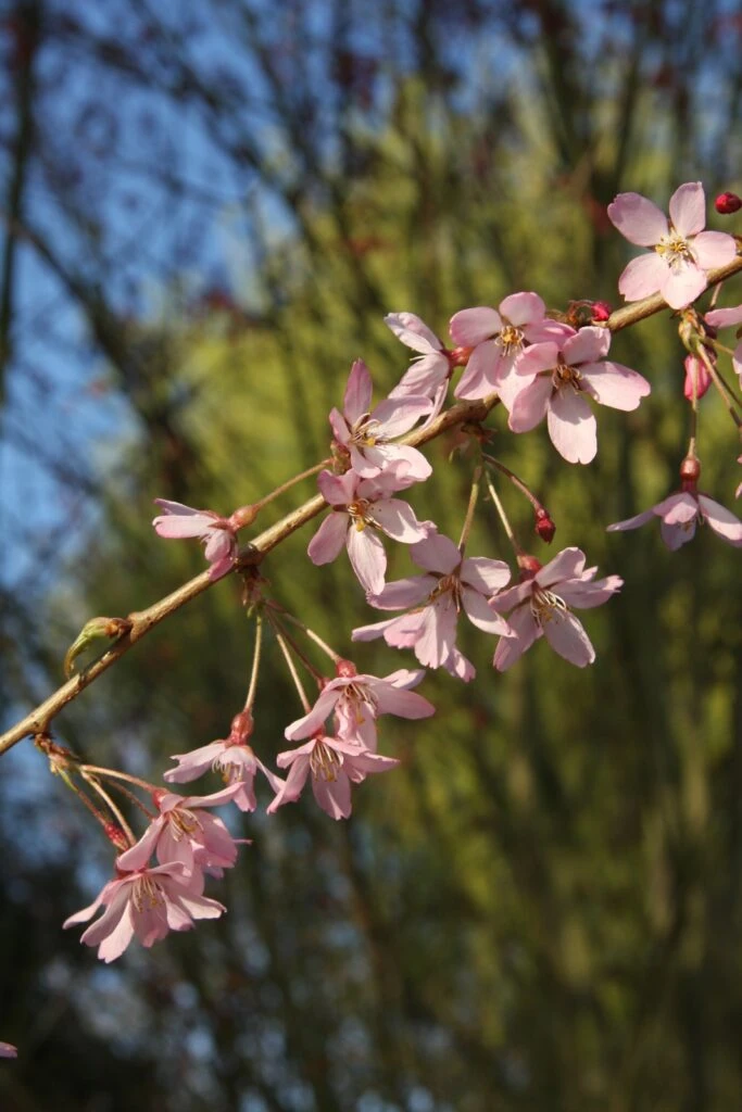 Prunus Pendula ‘Pendula Rubra’ 4 Prunus Pendula ‘Pendula Rubra’ - Image 2