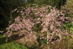 Prunus Pendula ‘Pendula Rubra’ 7 Prunus Pendula ‘Pendula Rubra’ -Tree Furnish Store 12038 2 1 1024x683 1