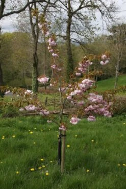 Prunus ‘Pink Parasol’ 6 Prunus ‘Pink Parasol’ -Tree Furnish Store 12040 1 1 683x1024 1